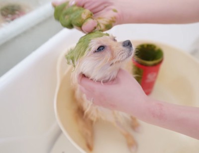 犬の頭に犬用パックを塗るトリマー