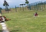 知らない家族をふり返る犬