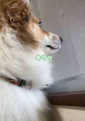 外を見張る犬2