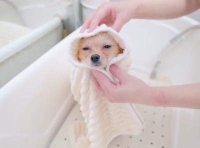 タオルで全身を包まれる犬