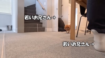 男性に近寄る茶色い犬