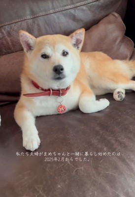 まめちゃん