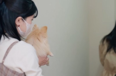 トリマーに抱っこされて、飼い主を見送る犬