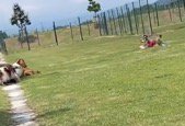知らない家族のところへ駆けて行く犬