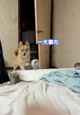 駆け付ける犬