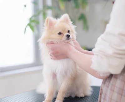 カット台に乗ってトリマーを見つめる犬