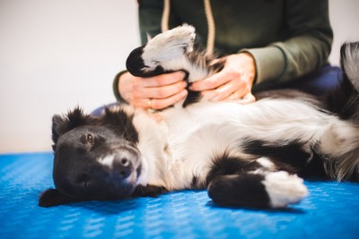 前足の付け根を揉まれる犬