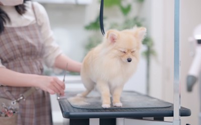 トリミング中にうたた寝する犬