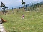 女性を見つけて駆け出す犬