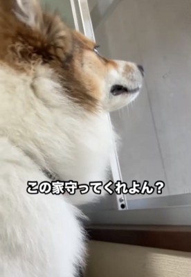外のにおいを嗅ぐ犬