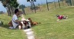 知らない家族の前で立ち止まる犬