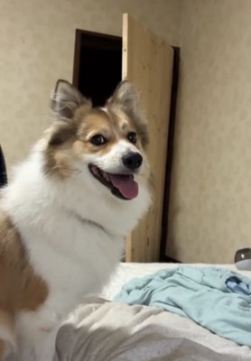 横に座る犬