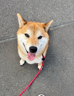 ニコニコ