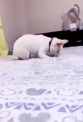 子犬のころはやんちゃ!