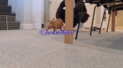 男性の足元へやってきた茶色い犬