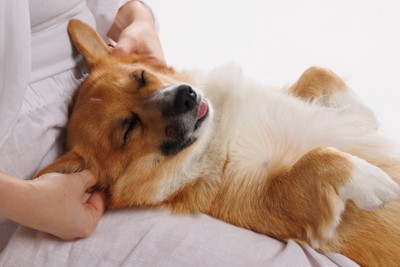 膝の上でマッサージされる犬