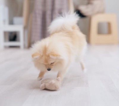 おもちゃを追いかける犬