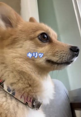 外を見張る犬