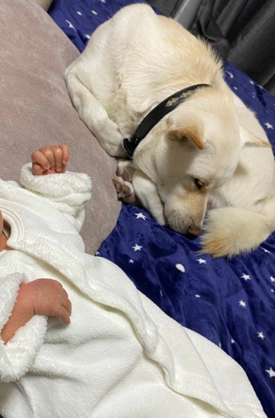 いつでもそばに愛犬が…