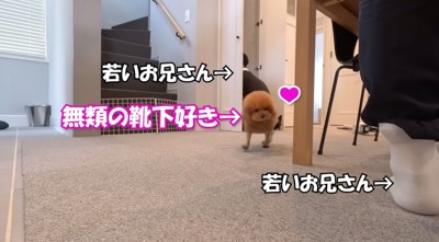 靴下を見て男性に近寄る茶色い犬