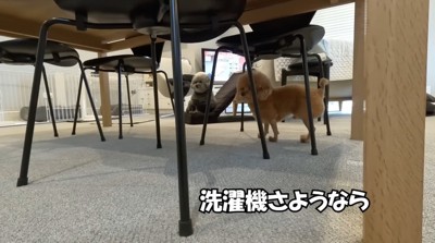 部屋の入り口を見つめる2頭の犬