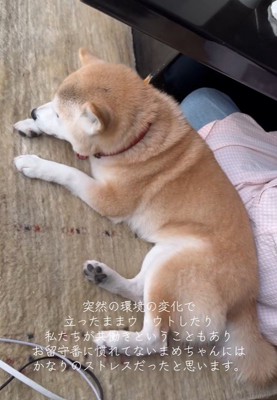 最初は寂しさと不安でいっぱい…