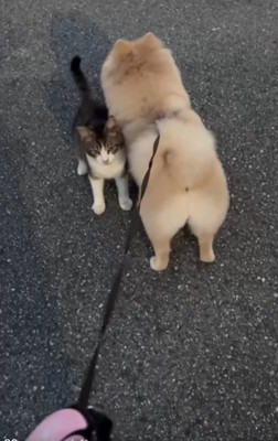 動かない犬