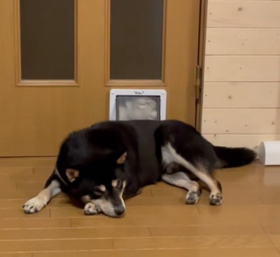 顔を押し付ける猫