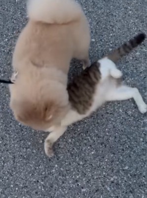 仰向けになる猫