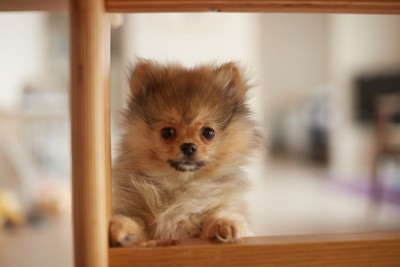 家具の脚に手をのせる、子犬