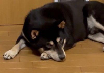 柴犬のアップ