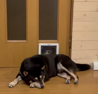 扉の前で寝転ぶ柴犬
