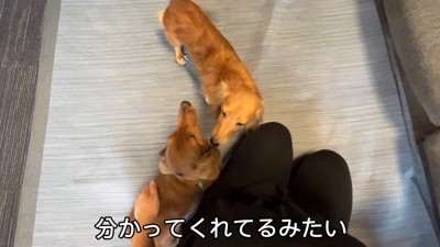 母犬・ぴのちゃんは歓迎モード♪