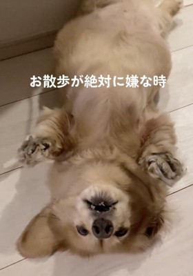 別の日の「寝たふり」