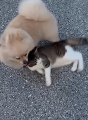 寝転がる猫