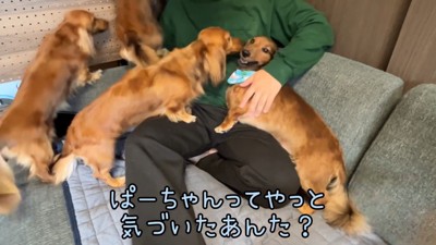 「あれ？父ちゃんだ！」