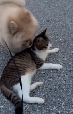 くつろぐ猫