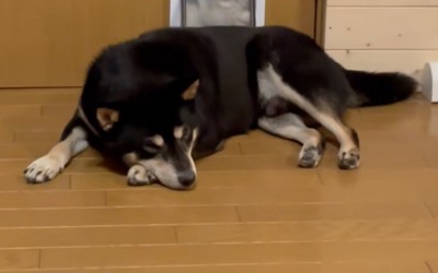 退かない柴犬