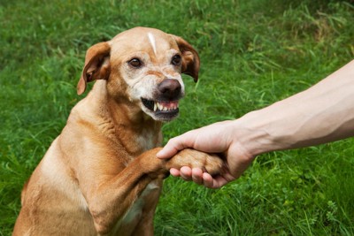 前足を触られて怒る犬