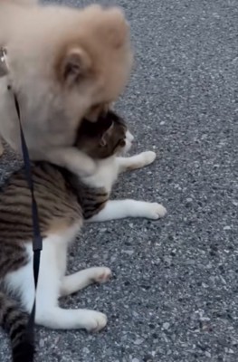 近づく犬