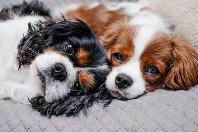 色違いの2匹の犬