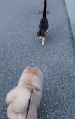 野良猫と犬