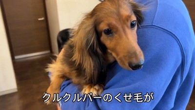 トリミング前のぱぴこ君