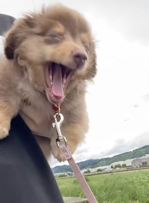 眠いけど、お散歩へGO！