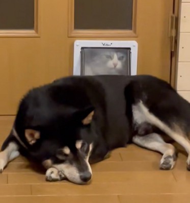 イライラしている猫