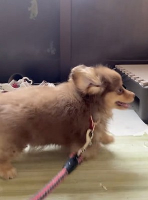 お散歩デビュー、待ちきれないね