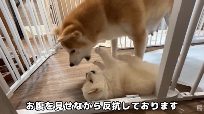 寝転がったまま反抗！