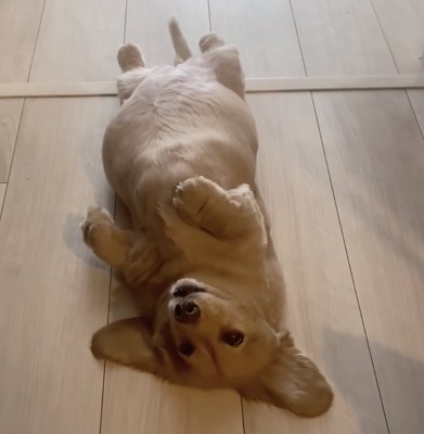 まぁるいお腹がたまりません