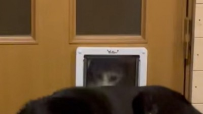扉から入りたい猫