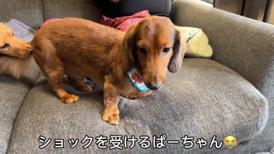 子どもたちに吠えられてしょんぼり…